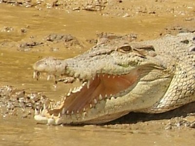 Salt water crocodile (2)